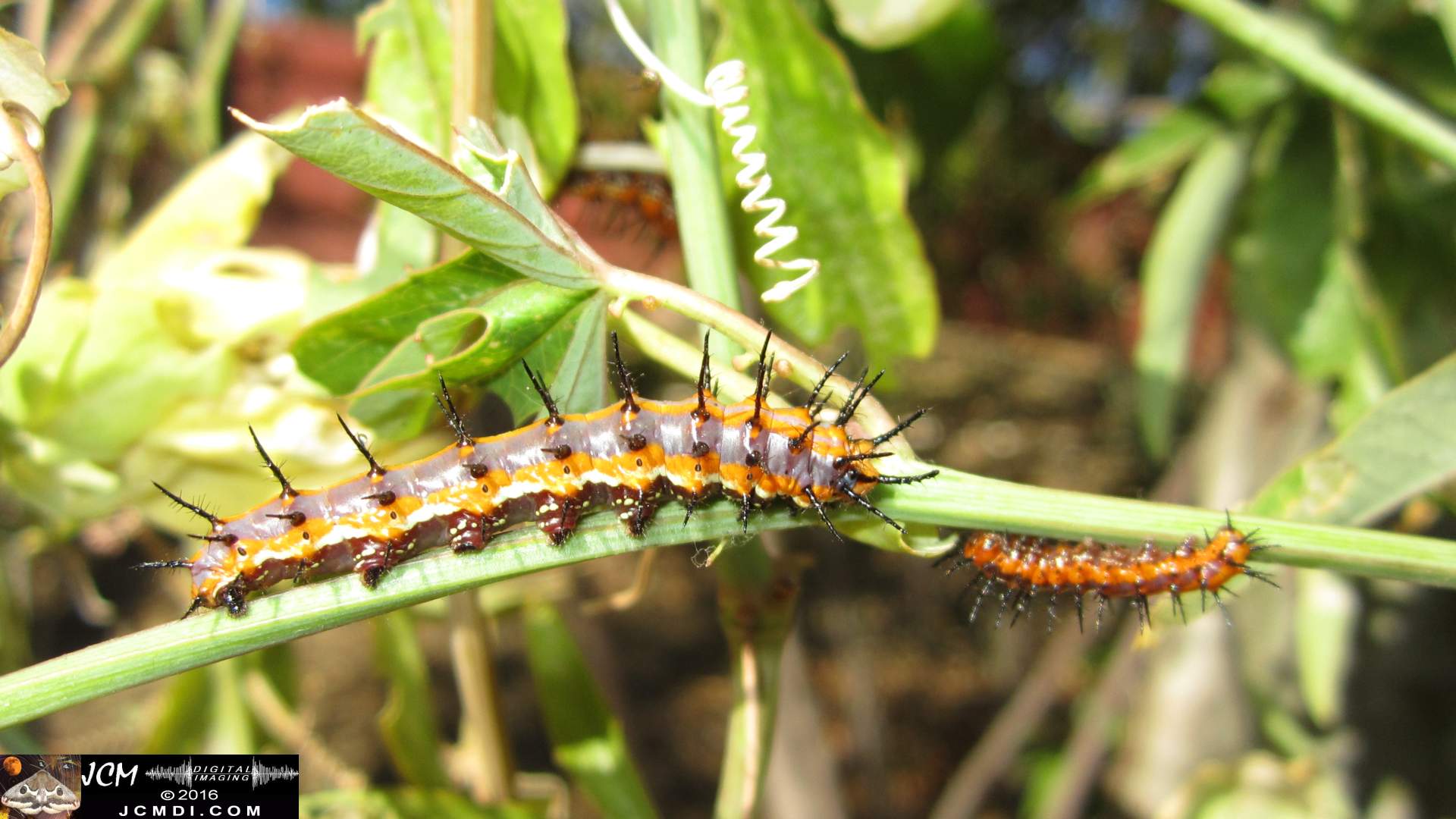 Gulf Fritillary caterpillars on passionvine JCMDI.COM